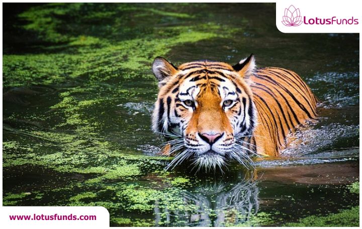 Blog image: Nifty slips as investors mindful of the risks as India and the US race to finalise a bilateral trade pact ahead of the July 9 deadline.